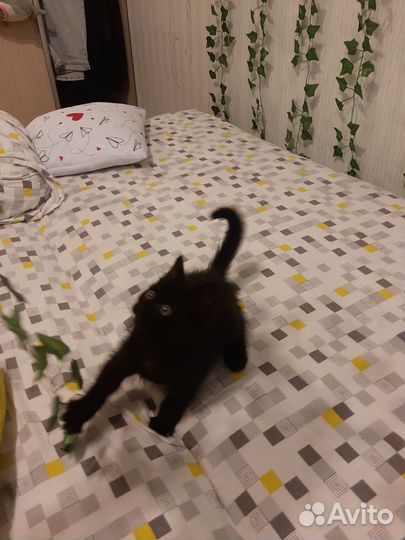 Домашние животные котята