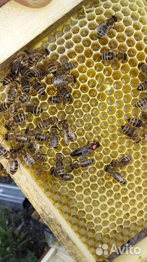 Пчеломатки