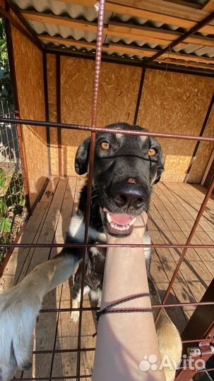 Помесь европейской овчарки