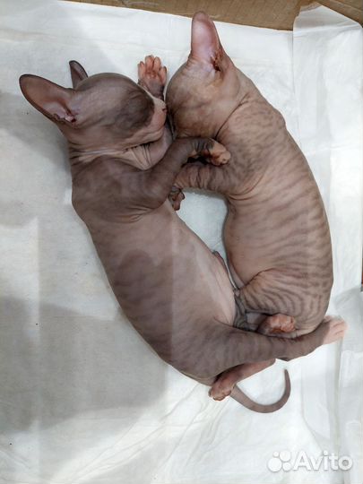 Котята Канадский сфинкс