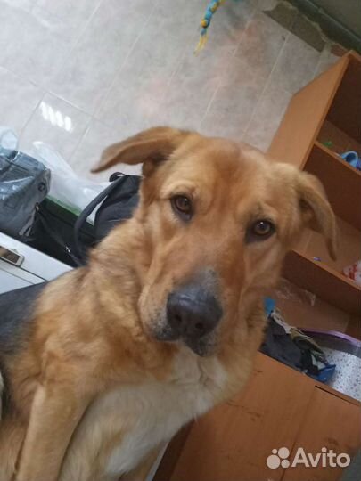 В самые добрые руки