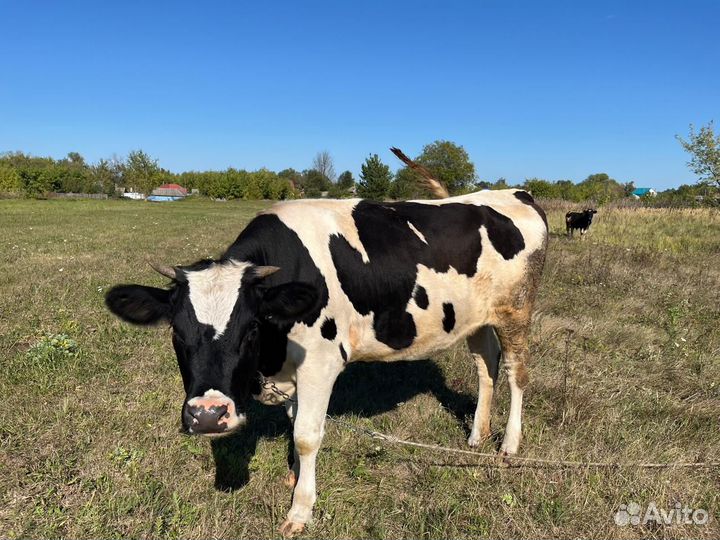 Стельная телка