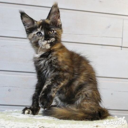 Мейн-кун девочка черепашка с документами