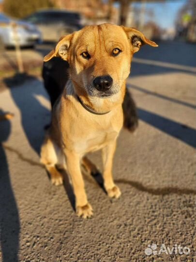 Кобель в добрые руки