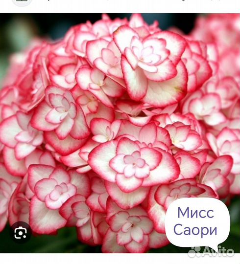 Гортензия саженцы