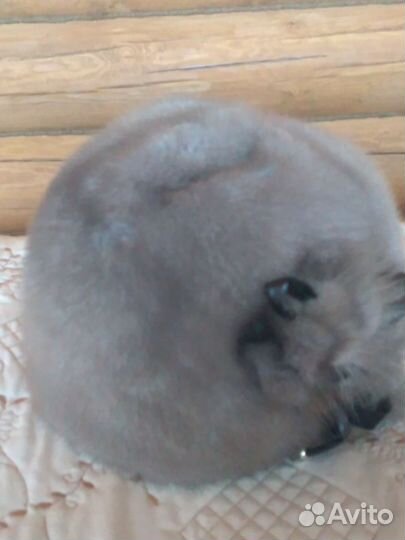 Шапка норковая женсквя