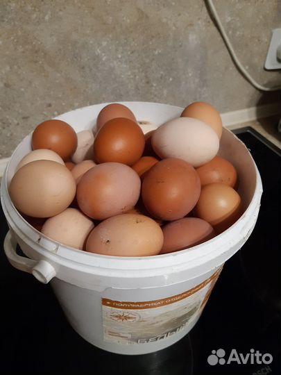 Домашние куриные яйца