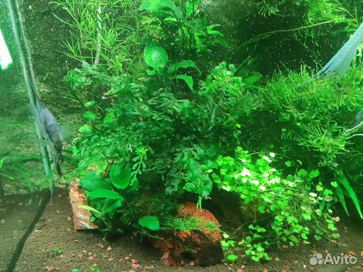 Аквариумные растения