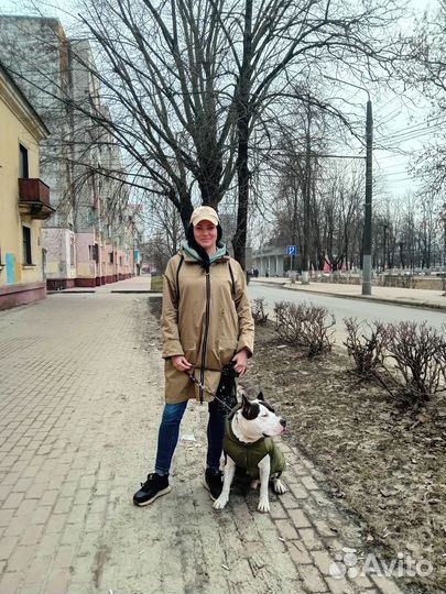 Вязка Амстафф