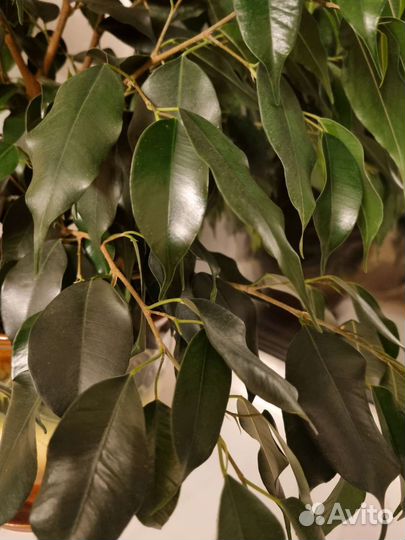 Фикус Бенджамина Даниэль