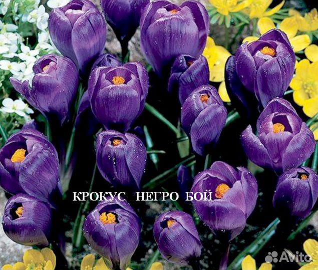 Луковицы крокусов Ремембранс, Негро Бой