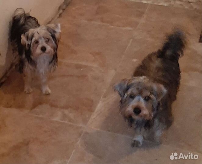 Собаки щенки маленькой породы