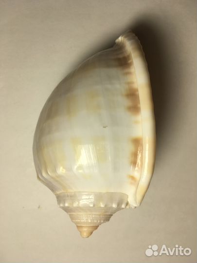 Ракушка Фалиум Глаукум