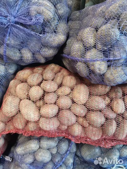 Картофель крупный