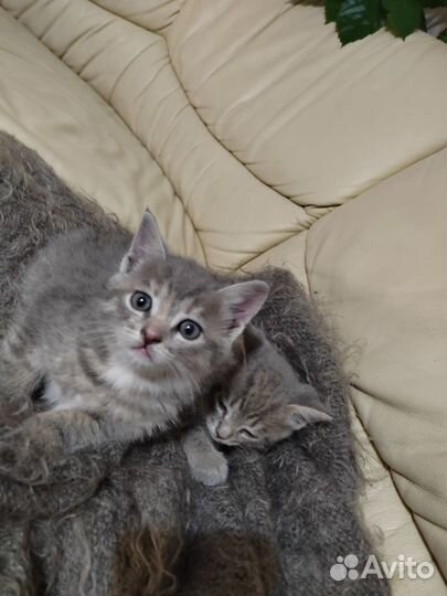 Кошка в дар бесплатно