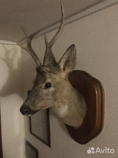 Голова оленя (косуля)