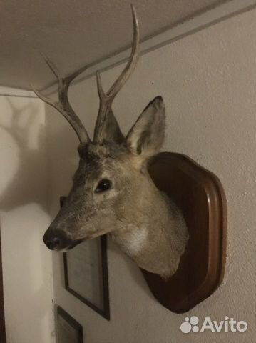 Голова оленя (косуля)