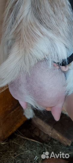 Коза карликовая. Не на курамбайрам