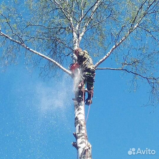 Спил деревьев