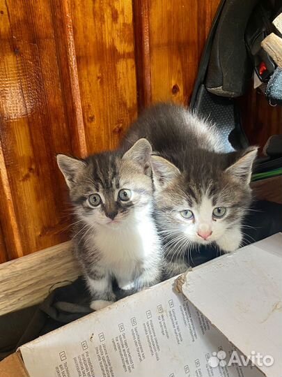 Котята в добрые руки