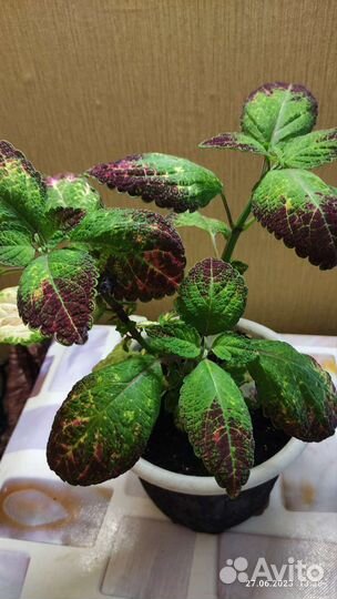 Цветочки разные, цена договорная