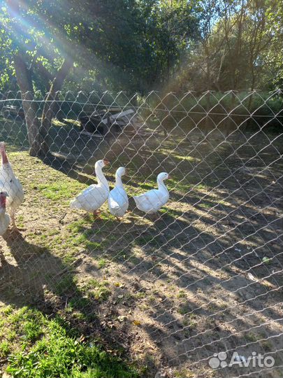 Гусь домашний