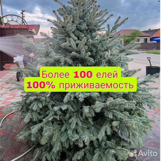 Ель зеленая сизая и голубая