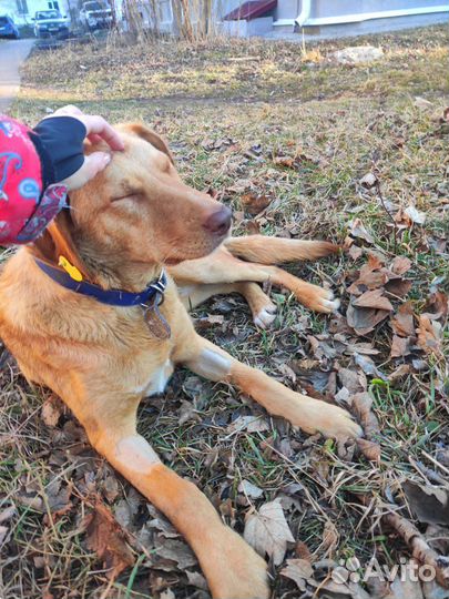 Их пытались отправить