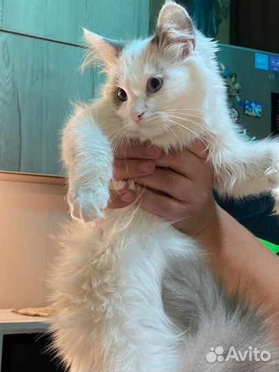 Рэгдолл(клубные)