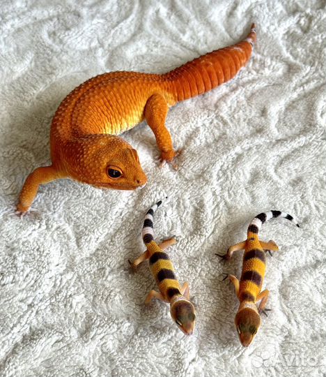 Малыши Эублефары