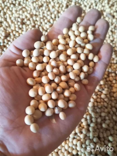 Соя продам