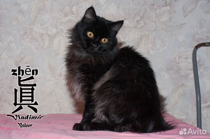 Кот подросток