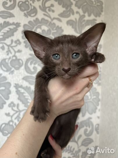Ориентальные котята