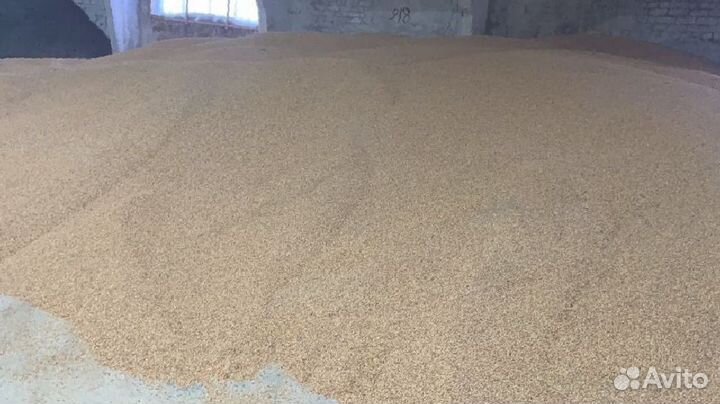 Кукуруза на корм