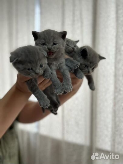 Британская