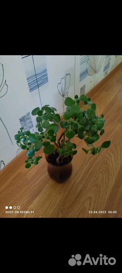 Аихризон махровый