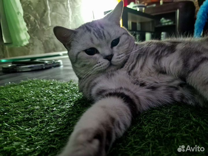 Кот вязка
