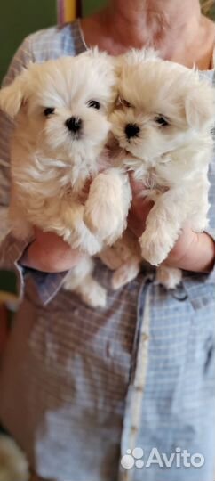 Щенки мальтезе мини