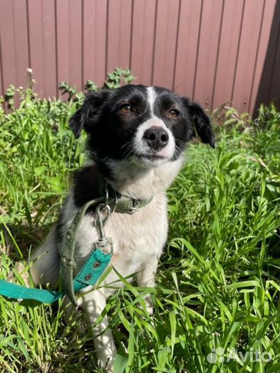 Собака девочка бксплатно