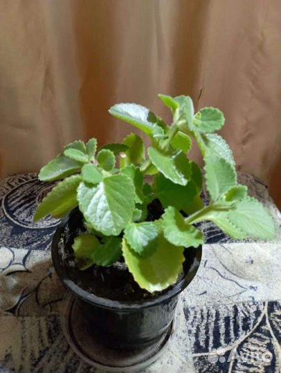 Комнатная мята