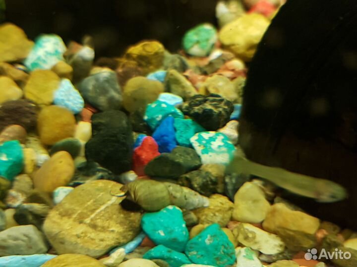 Улитка мелания