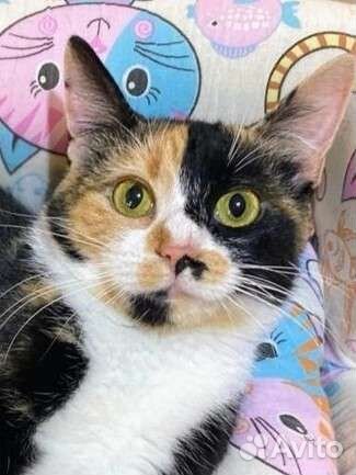 Маруся очень умная кошка