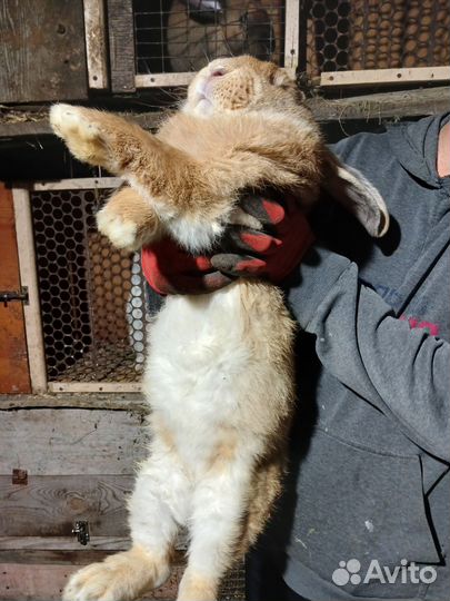 Кролики мясных пород