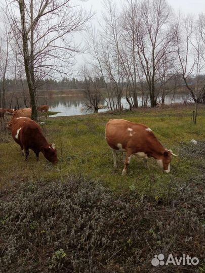 Коровы и телята