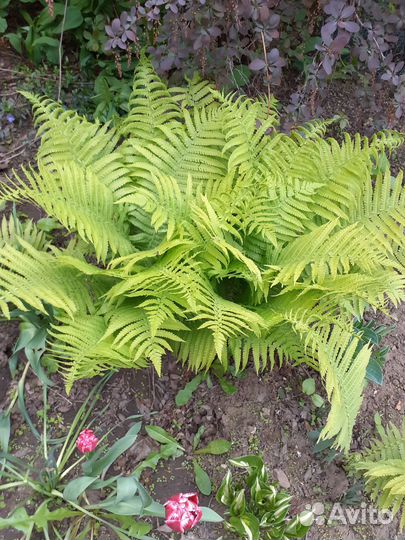 Продается папортник