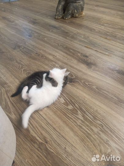 Турецкая ангора