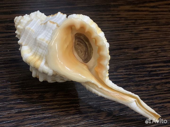 Морские ракушки раковины