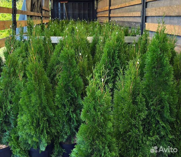 Туя Смарагд 100-120см