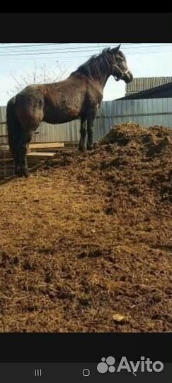 Перегной конский коровий