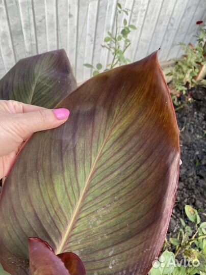 Клубни канны